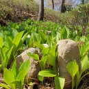 초안산 하늘꽃정원 이미지