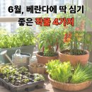 작물과학원 | 6월에심는작물, 베란다에서도 잘 자라는 추천 작물 4가지