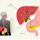 간의 구조 및 기능 이미지