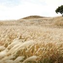 은행나무숲 주차장 부근 이미지