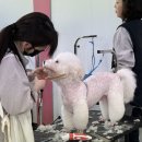 애견미용 이미지