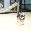 지지네 애견호텔&놀이방 이미지