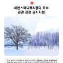 삿포로여행 비에이투어 후기 | 크리스마스트리 | 닝구르테라스