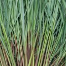 레몬그라스 이미지