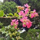 꽃 어여쁘다 이미지