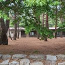 소나무농원 캠핑장 이미지