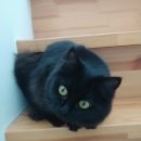 멍이냥이 이미지