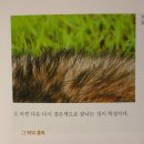 야생동물 흔적 Daum카페