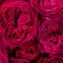 트렌드세터 이미지