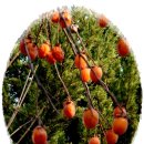과일방 - 논산시 계백로 791 | 과일방