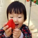 땡큐베리팜 이미지