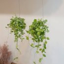 나만의 그린 인테리어 이미지