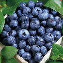 블루베리는 과일중 최고의 뛰어난 효능 이미지