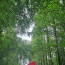 경주 천년숲 이미지