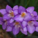 프리지아 B 이미지