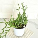 로즈마리 화원 이미지