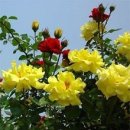 오늘의탄생화-(7월15일) 🌸 들장미(Austrian Briar Rose), 찔레꽃 이미지