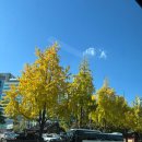 우리집변화 프로젝트_정리의 기술(야간) | 2025 서울 야경 명소 창덕궁 단풍, 창경궁 야간개장 물빛연화 동궐동락 입장료 일정 영업시간 주차 정리