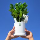 돈나무 | 금전수 돈나무 개업화분 선물 후기