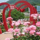 이곡장미공원 이미지