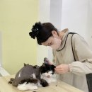 미야옹실 이미지