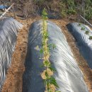 장계농장 이미지