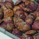 세척홍가리비 추천 잘자란수산 홍가리비 1kg 택배 후기
