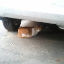 고성희약국 이미지