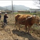 면장님 - 서구 대덕대로335번길 13 | 면장님