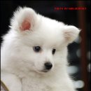 사랑 DOG 차지 네이버블로그