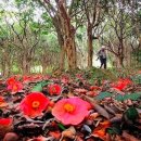 동백4로 이미지