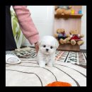 유앤미펫 강아지분양 고양이분양 용인점 이미지