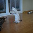 나비캐터리 이미지