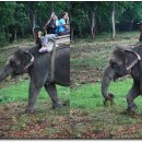 ▶[네팔여행] 10부 - 코끼리 타고 정글속으로~ 로얄치트완 국립공원 이미지