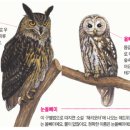 부엉이 눈썹