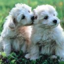 동물농장 이미지