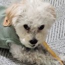 마루네 애견사랑 | 🐶오랜만에 올리는 마루근황 2탄🐶