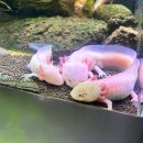 여수여행: 아쿠아플라넷 인어공주공연, 아쿠아포리스트 방문 후기
