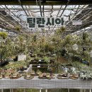 호야농장 | 식집사들의 성지 <파주 조인폴리아>｜하트 호야, 아몬드 페페, 립살리스 뽀빠이 구매 + 무료 분갈이 후기