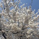 밍밍하우스 | [대전맛집뿌시기] 대전 탄방동 감성카페 '파사드하우스' 방문 후기