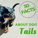 개 꼬리에 관한 30가지 흥미로운 사실 이미지