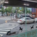엔젤동물병원 네이버블로그
