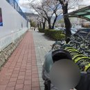 진해남중학교 | 아기와 함께 간 진해군항제 평일 후기(경화역/셔틀/주차)