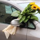 해바라기둘 이미지