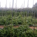 주석농장 이미지