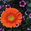 카라flower 이미지