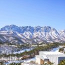 소노펠리체 델피노 이미지