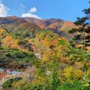 체내독소( 어혈 혈전 고지혈 콜레스트롤) 줄여 피를 맑게하는 머위즙 이미지