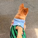 강아지 아이스팩 가방 써봤어요 :: 아워스 하네스 가방 OURS 내돈내산 솔직후기