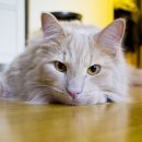 송파데일리동물병원 이미지